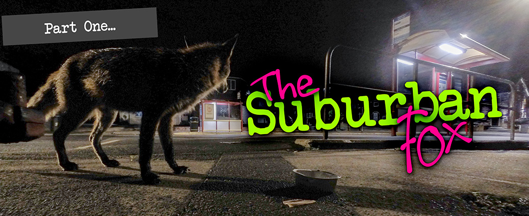 The Suburban Fox - Part 1