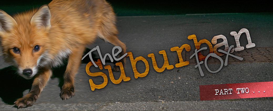 The Suburban Fox - Part 2