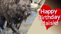 Happy Birthday Maisie