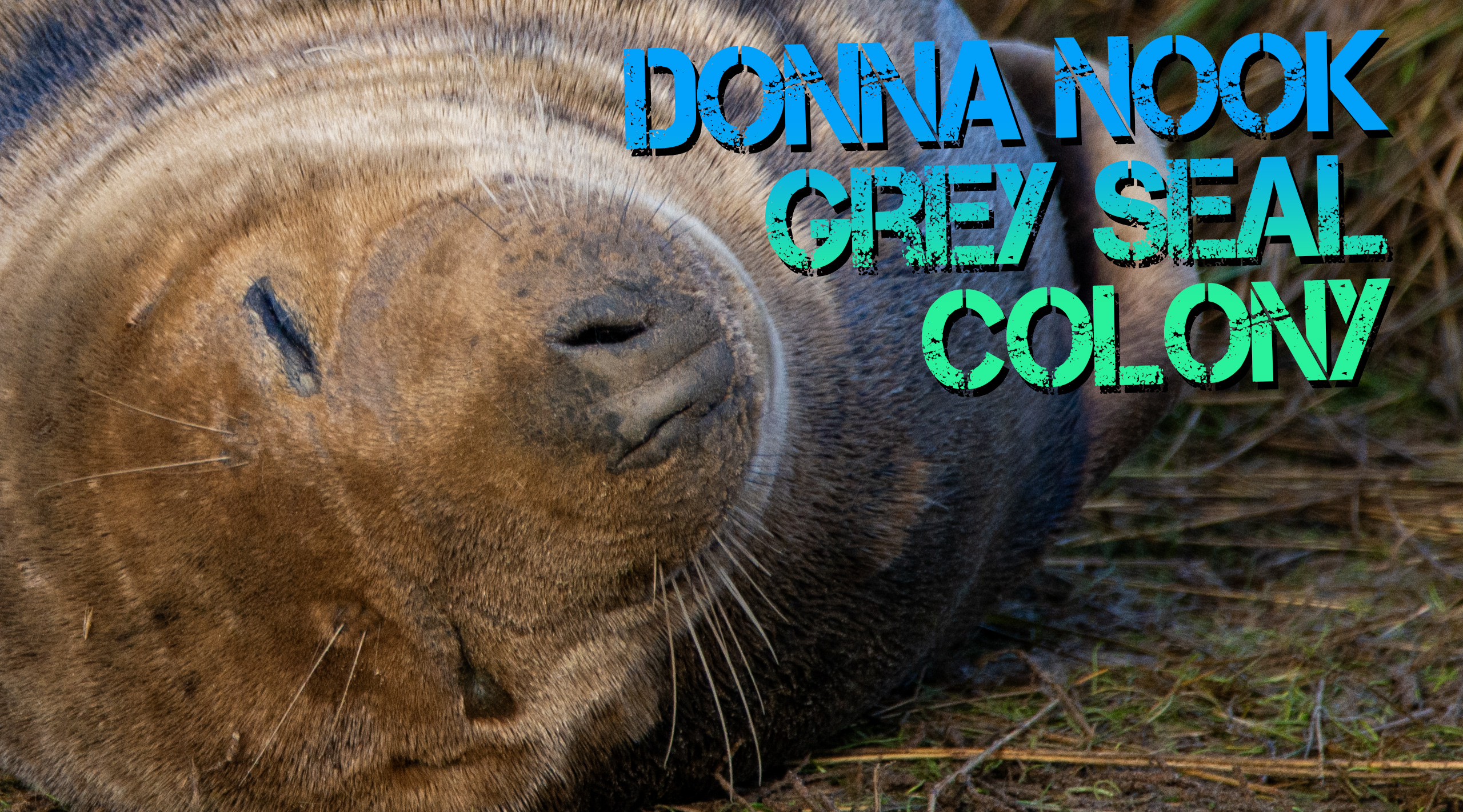 Donna Nook Grey Seal Colony