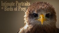 Intimate Portraits of Birds of Prey