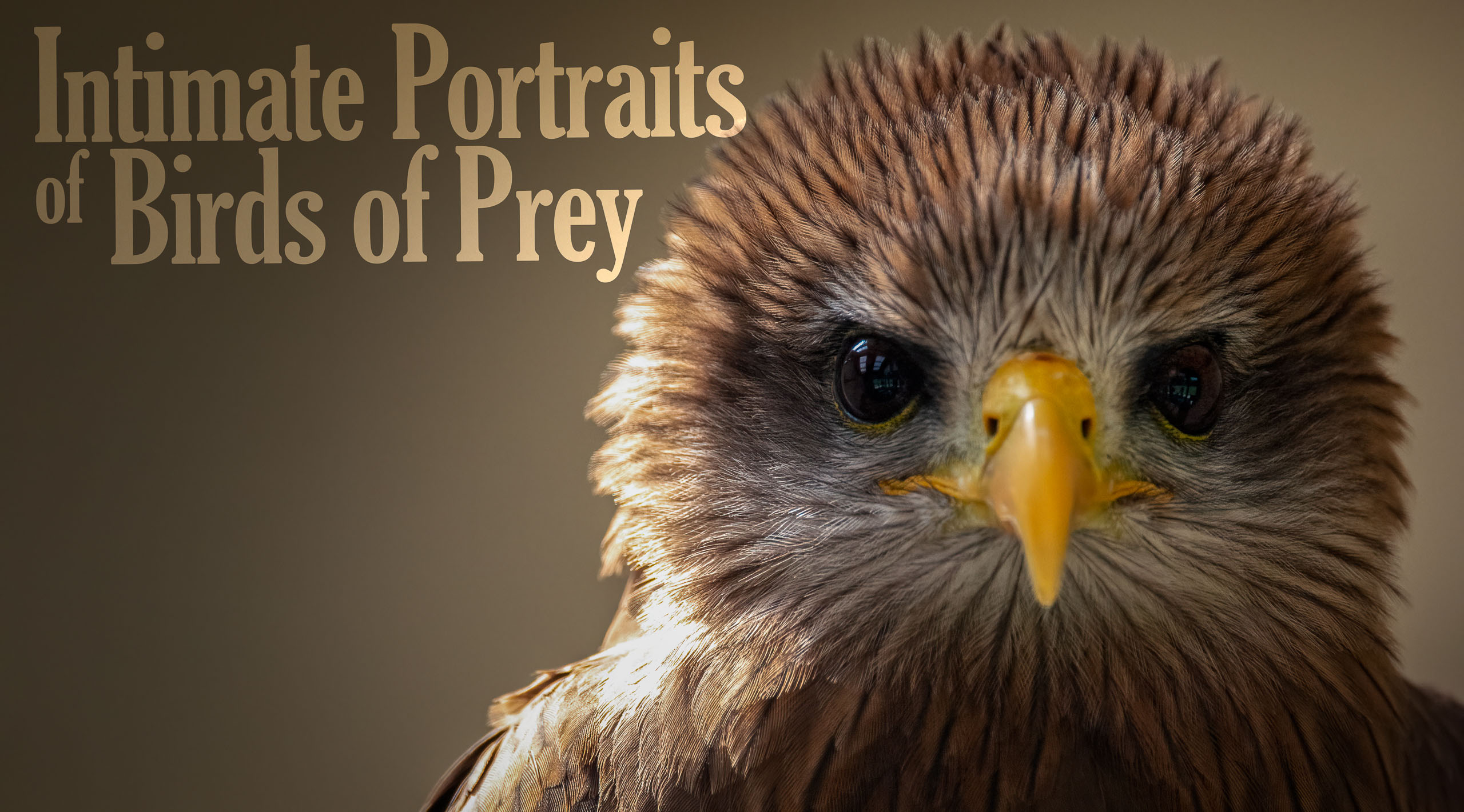 Intimate Portraits of Birds of Prey