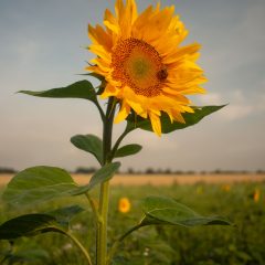800_0837_ACR_WP