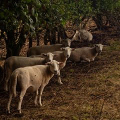 800_0841_ACR_WP