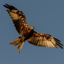 Red Kite